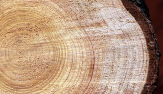 気温の低い北欧原産の木質繊維の密度が高く、高強度な木材